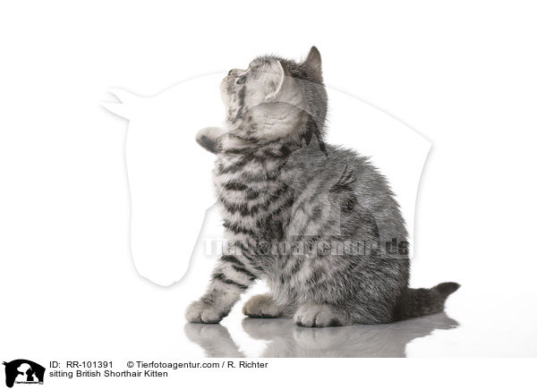 sitzendes Britisch Kurzhaar Ktzchen / sitting British Shorthair Kitten / RR-101391