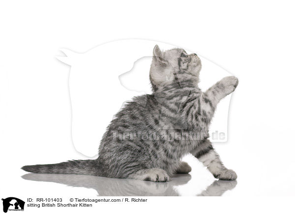 sitzendes Britisch Kurzhaar Ktzchen / sitting British Shorthair Kitten / RR-101403