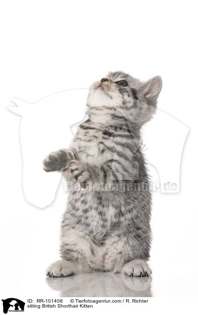 sitzendes Britisch Kurzhaar Ktzchen / sitting British Shorthair Kitten / RR-101408