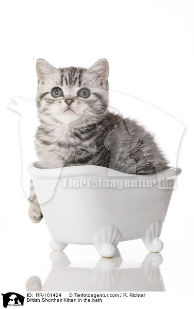 Britisch Kurzhaar Ktzchen in der Badewanne / British Shorthair Kitten in the bath / RR-101424