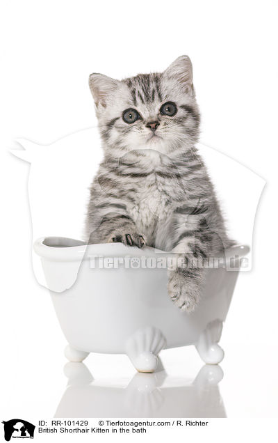 British Shorthair Kitten in the bath / RR-101429