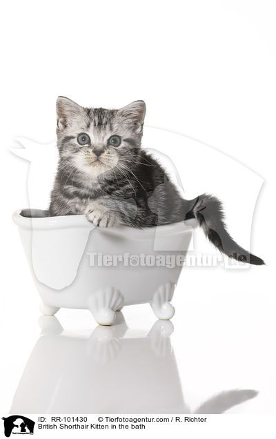 Britisch Kurzhaar Ktzchen in der Badewanne / British Shorthair Kitten in the bath / RR-101430