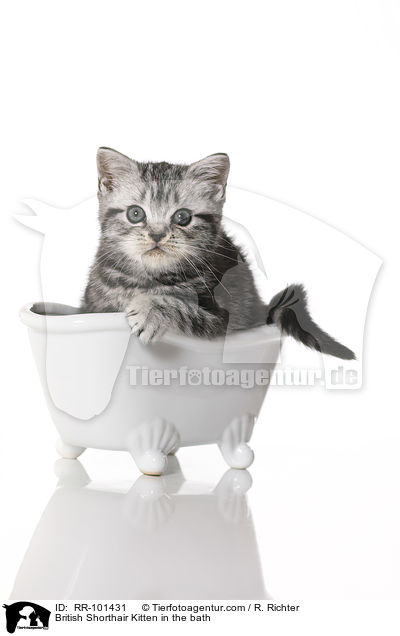 Britisch Kurzhaar Ktzchen in der Badewanne / British Shorthair Kitten in the bath / RR-101431