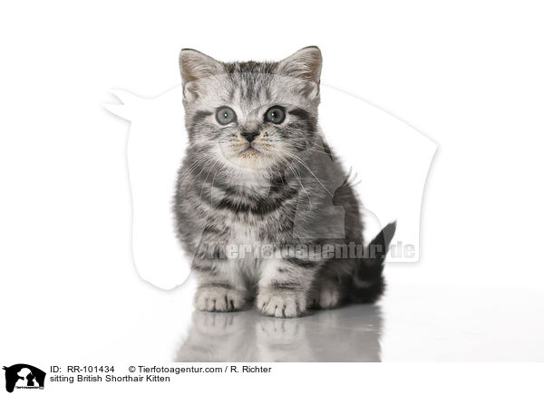 sitzendes Britisch Kurzhaar Ktzchen / sitting British Shorthair Kitten / RR-101434