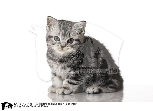 sitzendes Britisch Kurzhaar Ktzchen / sitting British Shorthair Kitten / RR-101435