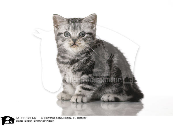 sitzendes Britisch Kurzhaar Ktzchen / sitting British Shorthair Kitten / RR-101437