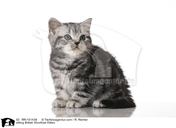 sitzendes Britisch Kurzhaar Ktzchen / sitting British Shorthair Kitten / RR-101438