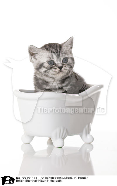 Britisch Kurzhaar Ktzchen in der Badewanne / British Shorthair Kitten in the bath / RR-101448
