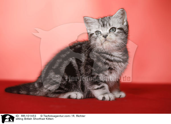 sitzendes Britisch Kurzhaar Ktzchen / sitting British Shorthair Kitten / RR-101453