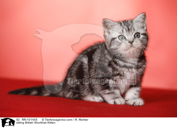 sitzendes Britisch Kurzhaar Ktzchen / sitting British Shorthair Kitten / RR-101455