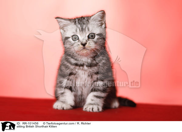 sitzendes Britisch Kurzhaar Ktzchen / sitting British Shorthair Kitten / RR-101456
