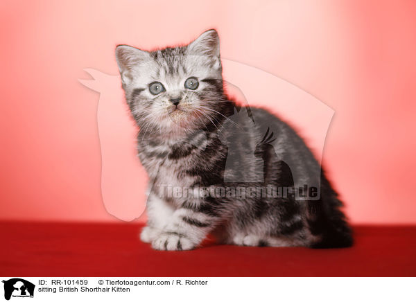 sitzendes Britisch Kurzhaar Ktzchen / sitting British Shorthair Kitten / RR-101459