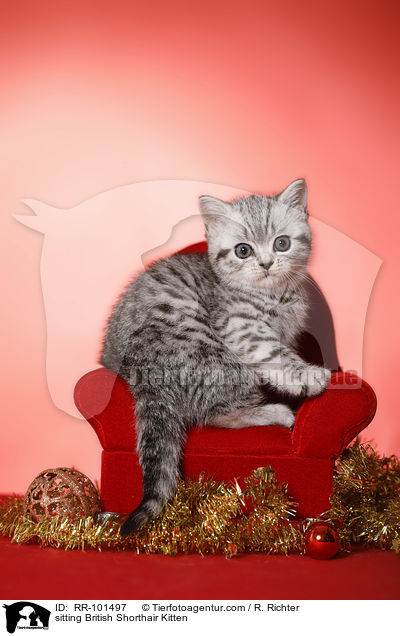 sitzendes Britisch Kurzhaar Ktzchen / sitting British Shorthair Kitten / RR-101497