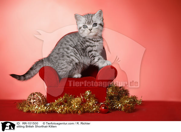 sitzendes Britisch Kurzhaar Ktzchen / sitting British Shorthair Kitten / RR-101500