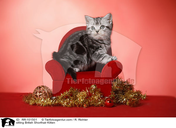 sitzendes Britisch Kurzhaar Ktzchen / sitting British Shorthair Kitten / RR-101501