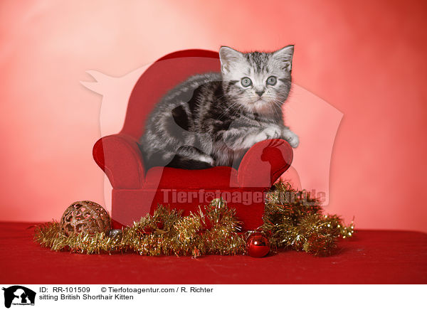 sitzendes Britisch Kurzhaar Ktzchen / sitting British Shorthair Kitten / RR-101509