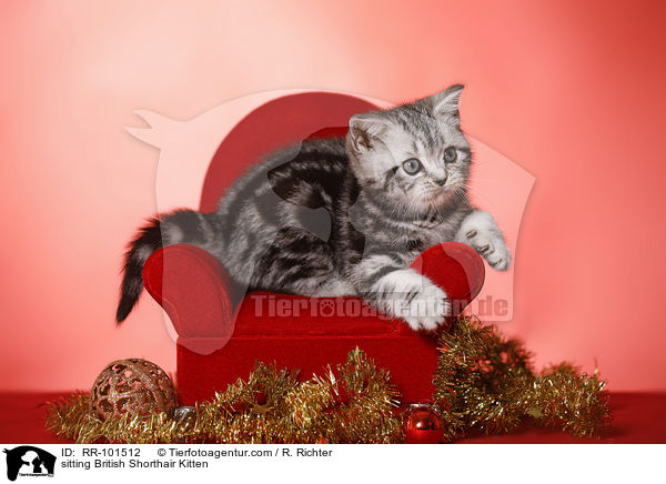 sitzendes Britisch Kurzhaar Ktzchen / sitting British Shorthair Kitten / RR-101512