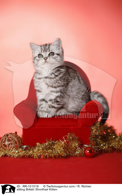 sitzendes Britisch Kurzhaar Ktzchen / sitting British Shorthair Kitten / RR-101518