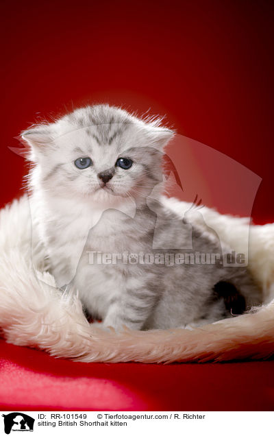 sitzendes Britisch Kurzhaar Ktzchen / sitting British Shorthait kitten / RR-101549