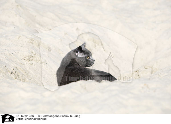 Britisch Kurzhaar Portrait / British Shorthair portrait / KJ-01286