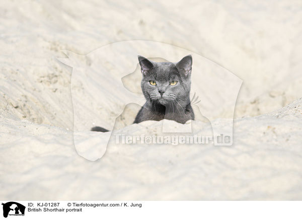 British Shorthair portrait / KJ-01287