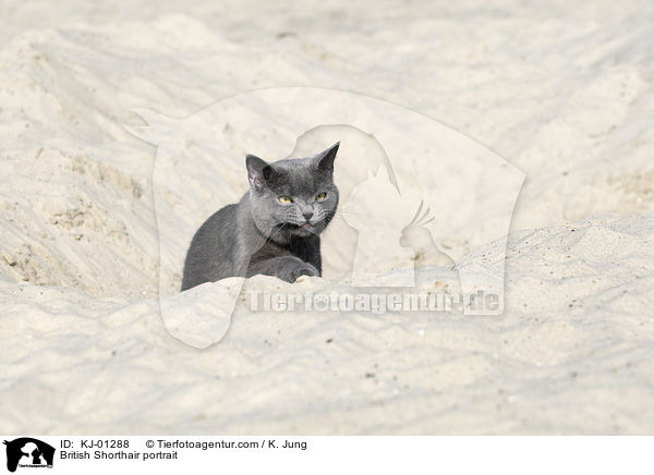 British Shorthair portrait / KJ-01288