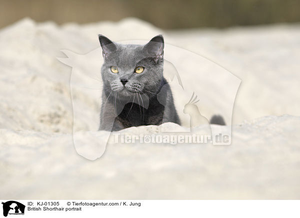 British Shorthair portrait / KJ-01305