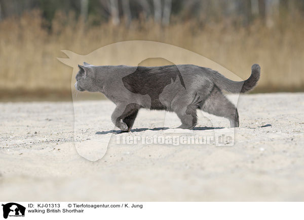 walking British Shorthair / KJ-01313