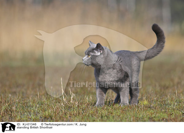 stehende Britisch Kurzhaar / standing British Shorthair / KJ-01346