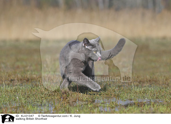 laufende Britisch Kurzhaar / walking British Shorthair / KJ-01347