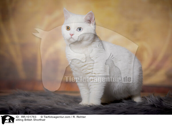 sitzende Britisch Kurzhaar / sitting British Shorthair / RR-101763