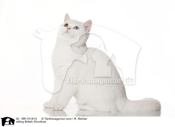 sitzende Britisch Kurzhaar / sitting British Shorthair / RR-101815