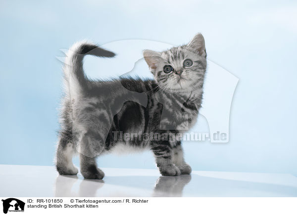 stehendes Britisch Kurzhaar Ktzchen / standing British Shorthait kitten / RR-101850