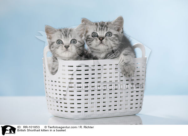 Britisch Kurzhaar Ktzchen im Krbchen / British Shorthait kitten in a basket / RR-101853