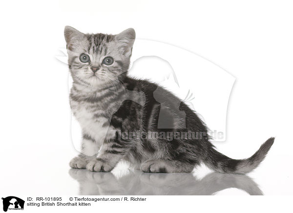 sitzendes Britisch Kurzhaar Ktzchen / sitting British Shorthait kitten / RR-101895