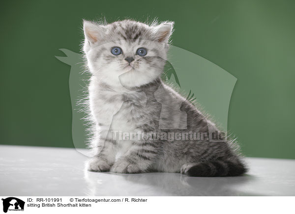 sitzendes Britisch Kurzhaar Ktzchen / sitting British Shorthait kitten / RR-101991