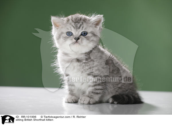 sitzendes Britisch Kurzhaar Ktzchen / sitting British Shorthait kitten / RR-101996