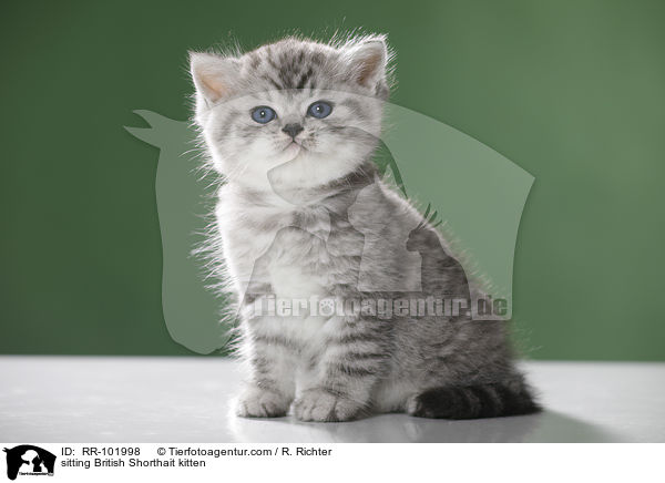 sitzendes Britisch Kurzhaar Ktzchen / sitting British Shorthait kitten / RR-101998