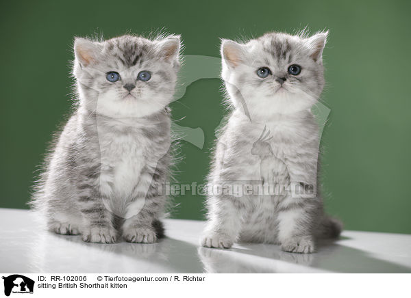 sitzende Britisch Kurzhaar Ktzchen / sitting British Shorthait kitten / RR-102006