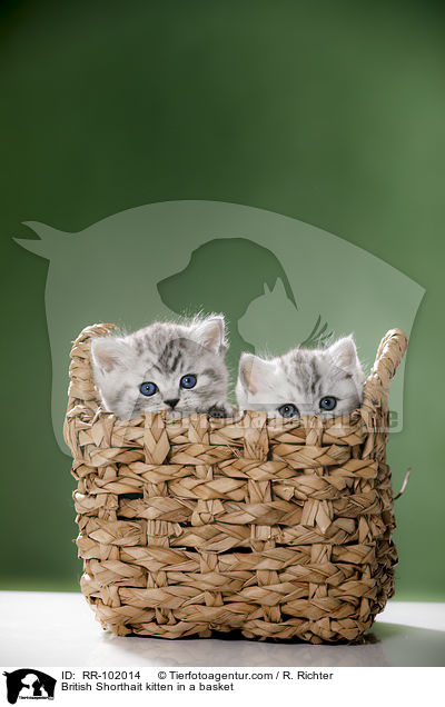 Britisch Kurzhaar Ktzchen in einem Krbchen / British Shorthait kitten in a basket / RR-102014