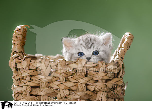 Britisch Kurzhaar Ktzchen in einem Krbchen / British Shorthait kitten in a basket / RR-102016