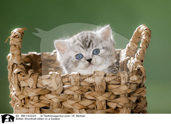 Britisch Kurzhaar Ktzchen in einem Krbchen / British Shorthait kitten in a basket / RR-102024