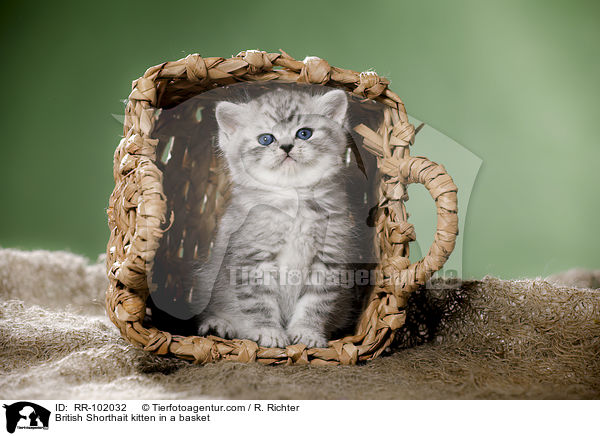 Britisch Kurzhaar Ktzchen in einem Krbchen / British Shorthait kitten in a basket / RR-102032
