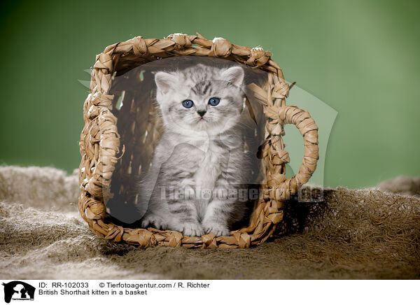 Britisch Kurzhaar Ktzchen in einem Krbchen / British Shorthait kitten in a basket / RR-102033