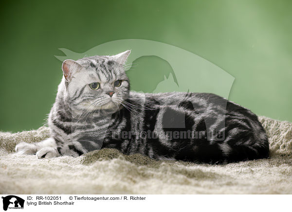 liegender Britisch Kurzhaar / lying British Shorthair / RR-102051