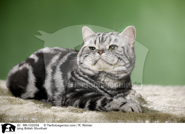 liegender Britisch Kurzhaar / lying British Shorthair / RR-102058