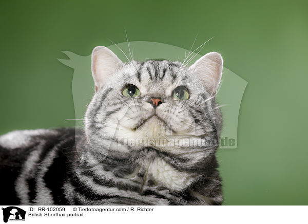 Britisch Kurzhaar Portrait / British Shorthair portrait / RR-102059