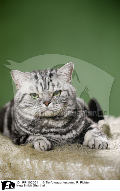 liegender Britisch Kurzhaar / lying British Shorthair / RR-102061