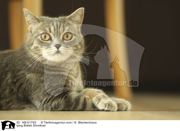 liegender Britisch Kurzhaar / lying British Shorthair / KB-01793