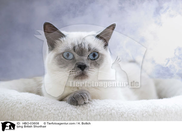 liegende Britisch Kurzhaar / lying British Shorthair / HBO-03608